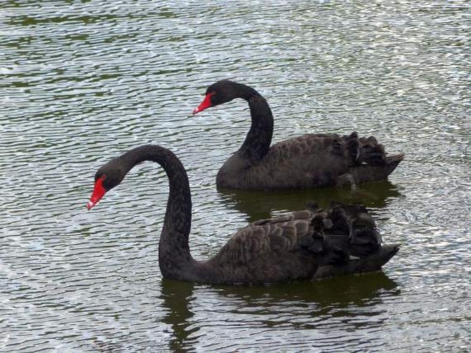 Cygnus atratus, labuť černá