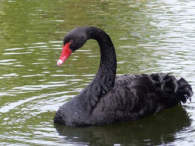 Cygnus atratus, labuť černá