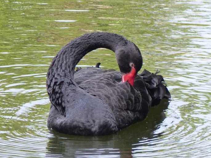 Cygnus atratus, labuť černá