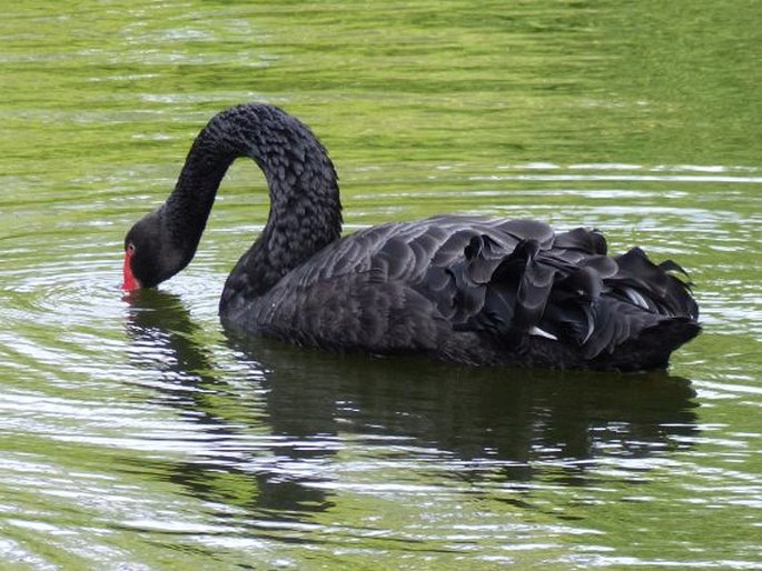 Cygnus atratus, labuť černá