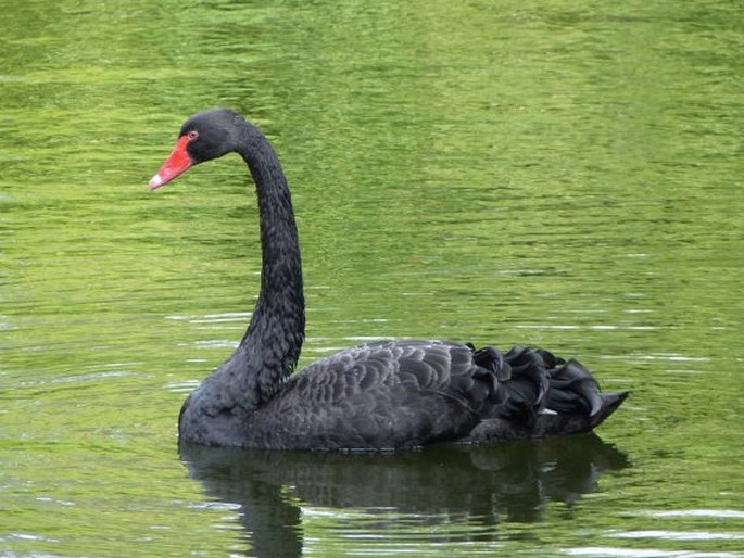 Cygnus atratus, labuť černá