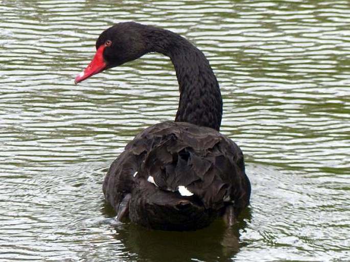 Cygnus atratus, labuť černá