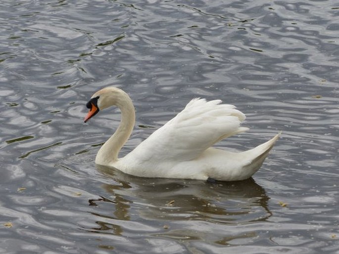 Cygnus olor