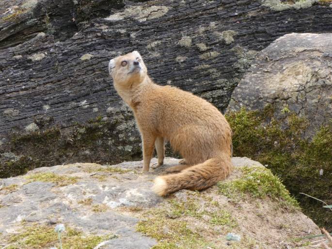 Cynictis penicillata, mangusta liščí