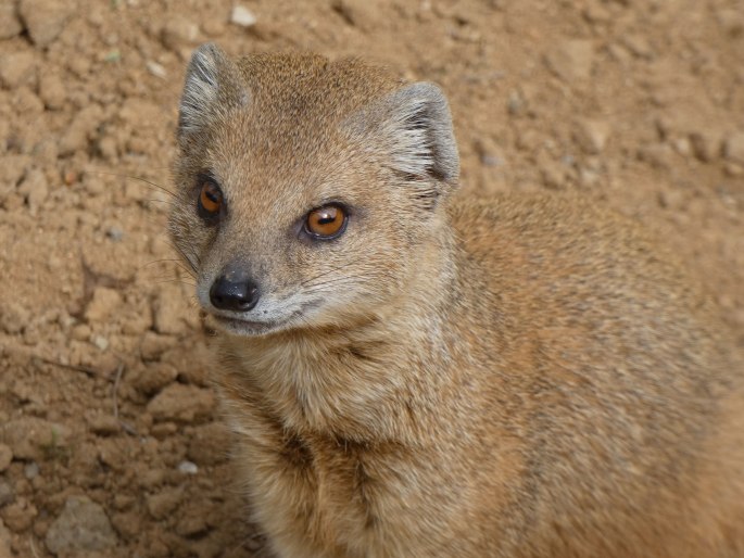Cynictis penicillata, mangusta liščí