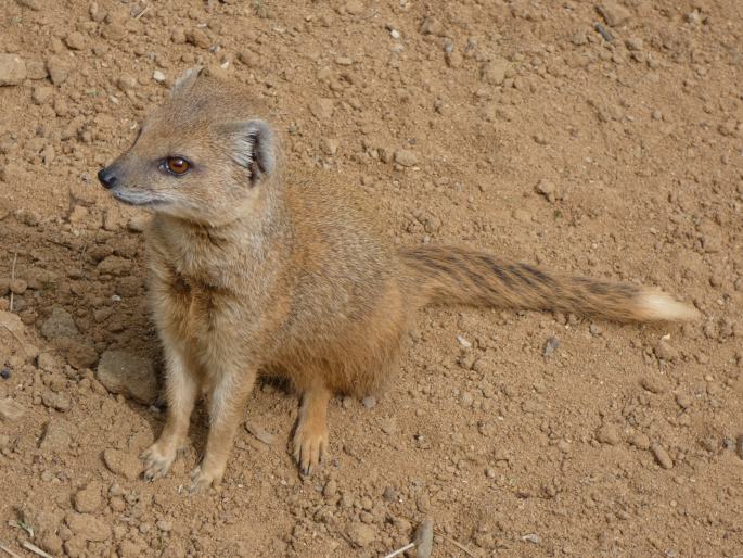 Cynictis penicillata, mangusta liščí