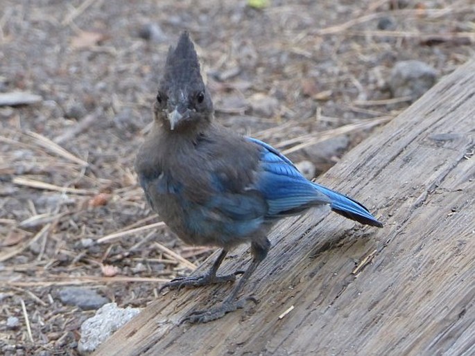 Cyanocitta stelleri, sojka Stellerova