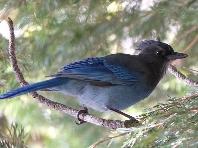 Cyanocitta stelleri, sojka Stellerova