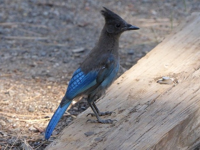 Cyanocitta stelleri, sojka Stellerova