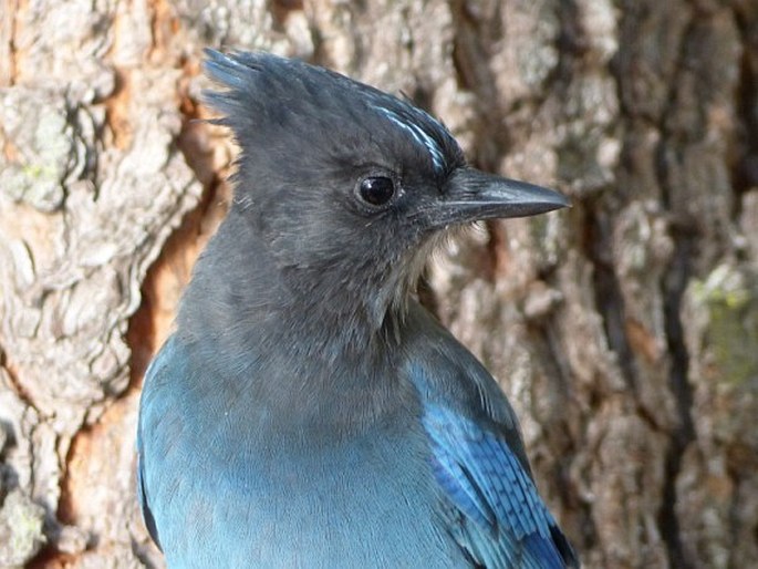 Cyanocitta stelleri, sojka Stellerova