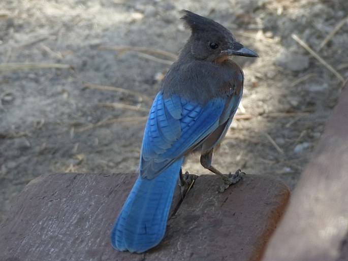 Cyanocitta stelleri, sojka Stellerova