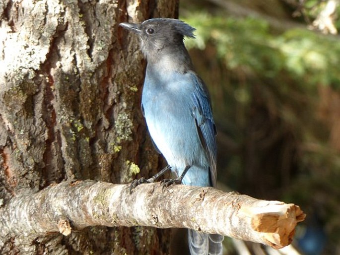 Cyanocitta stelleri, sojka Stellerova