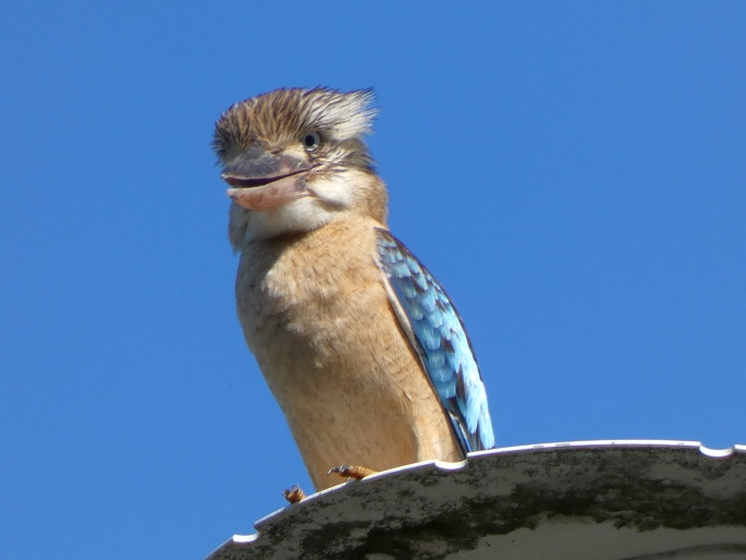 Dacelo leachii, ledňák kukabura