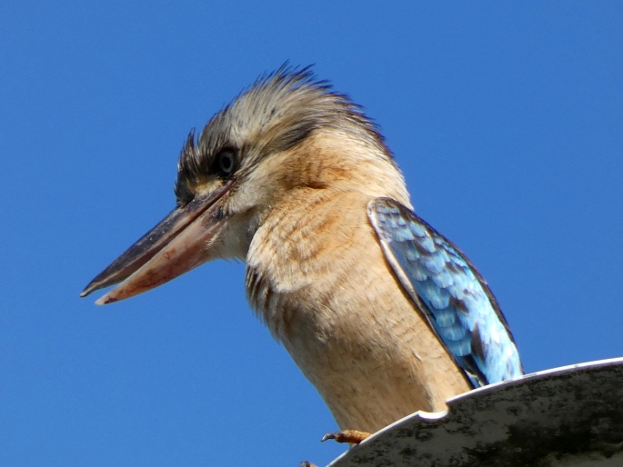 Dacelo leachii, ledňák kukabura