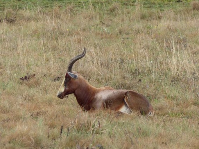 Damaliscus pygargus, buvolec pestrý