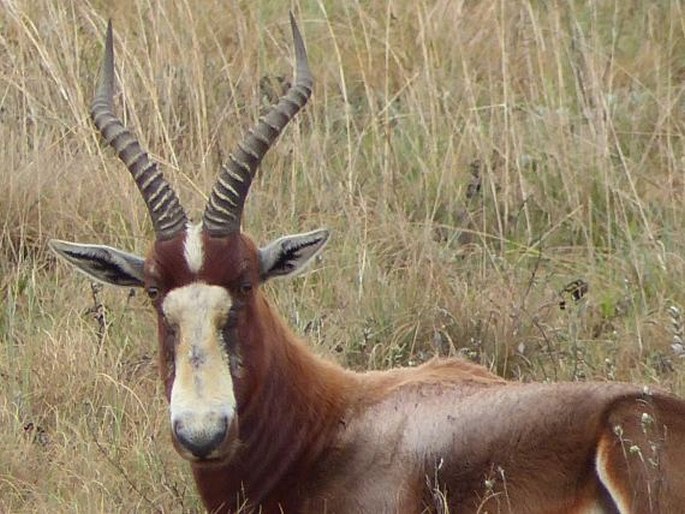 Damaliscus pygargus, buvolec pestrý