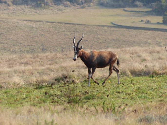 Damaliscus pygargus, buvolec pestrý