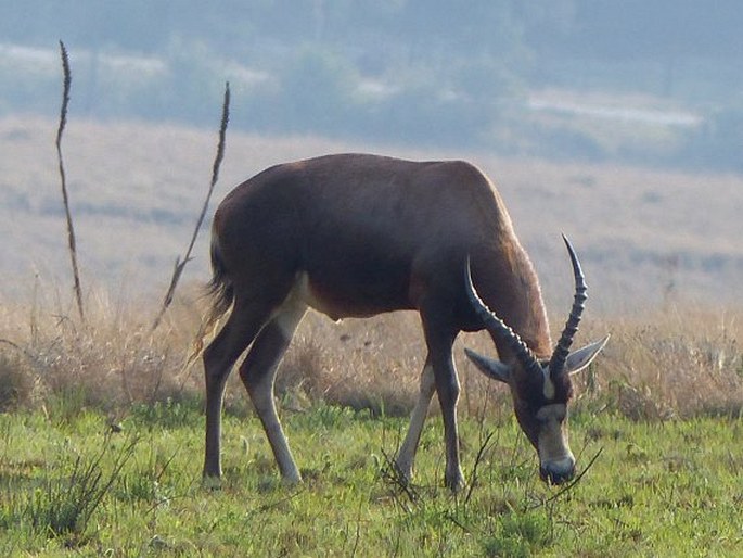 Damaliscus pygargus, buvolec pestrý