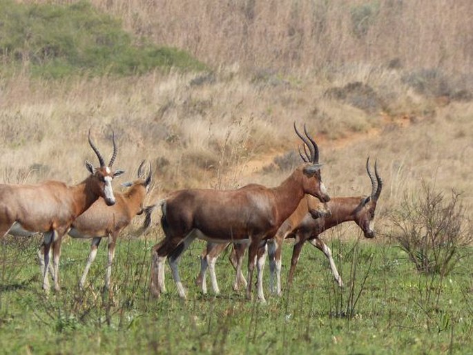 Damaliscus pygargus, buvolec pestrý