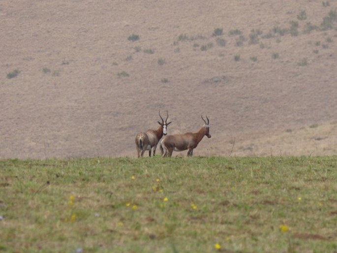 Damaliscus pygargus, buvolec pestrý