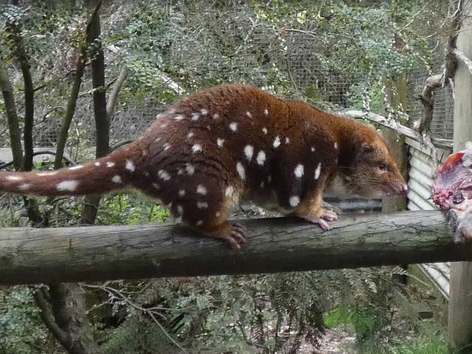 Dasyurus maculatus, kunovec velký