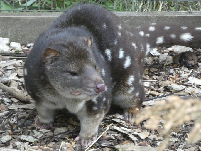 Dasyurus maculatus, kunovec velký