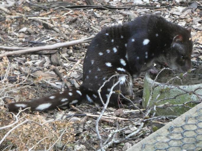 Dasyurus maculatus, kunovec velký