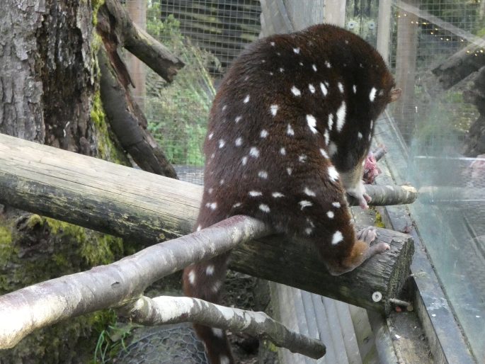 Dasyurus maculatus, kunovec velký