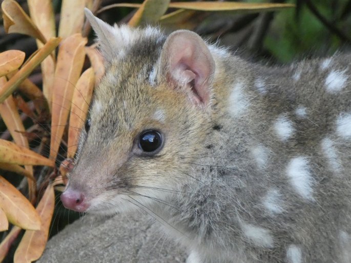 Dasyurus viverrinus, kunovec tečkovaný