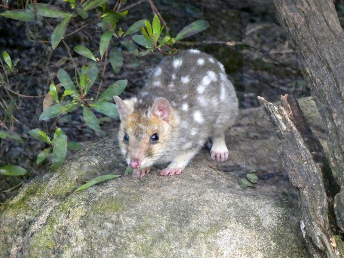 Dasyurus viverrinus, kunovec tečkovaný