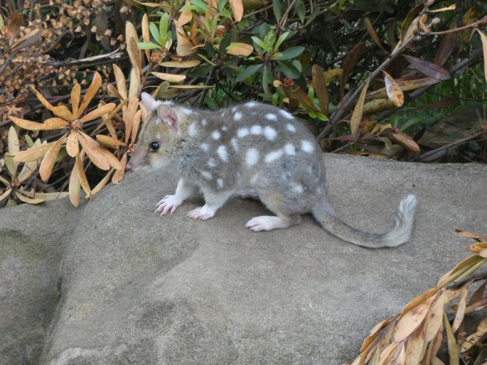 Dasyurus viverrinus, kunovec tečkovaný