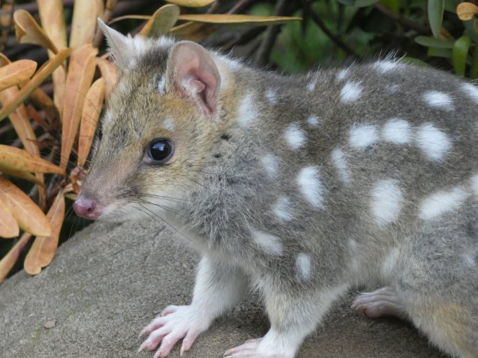 Dasyurus viverrinus, kunovec tečkovaný