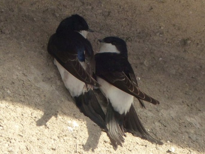 Delichon urbicum, jiřička obecná