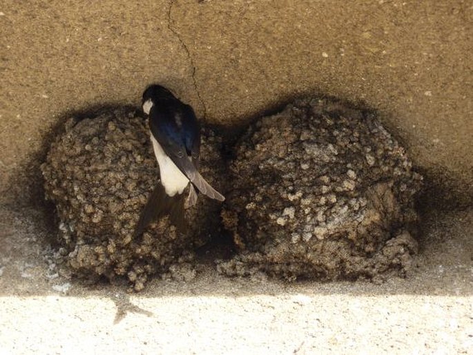 Delichon urbicum, jiřička obecná