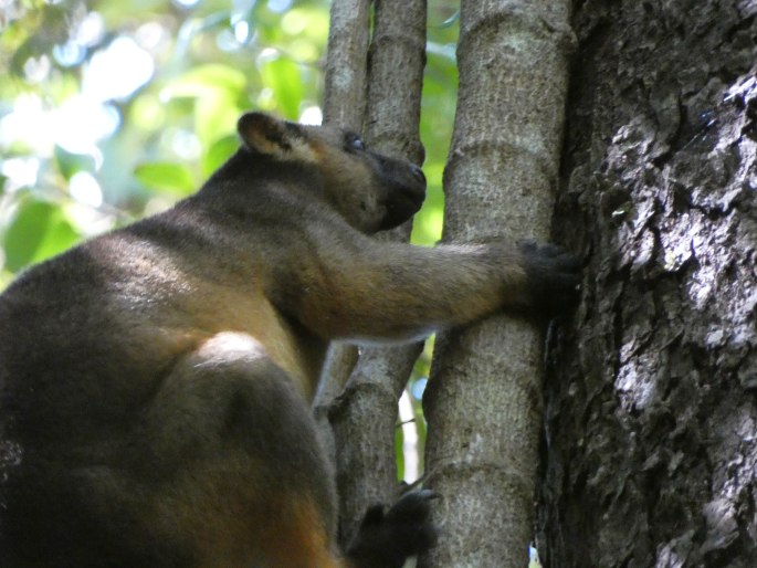 Dendrolagus lumholtzi, klokan stromový