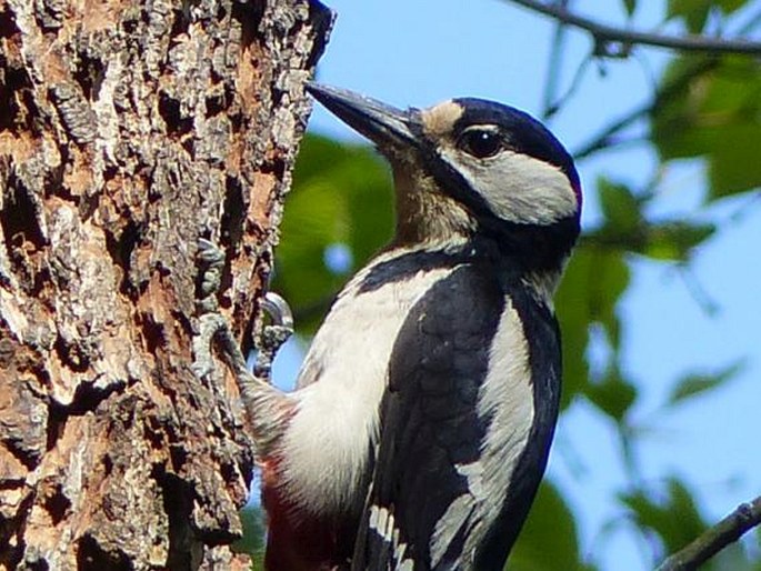 Dendrocopos major