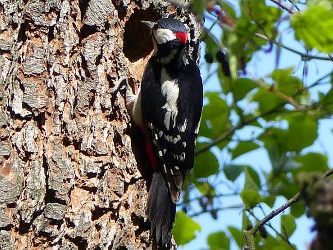 Dendrocopos major