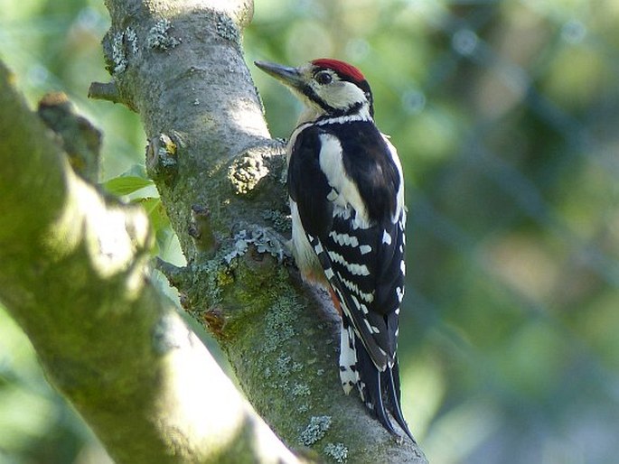 Dendrocopos major