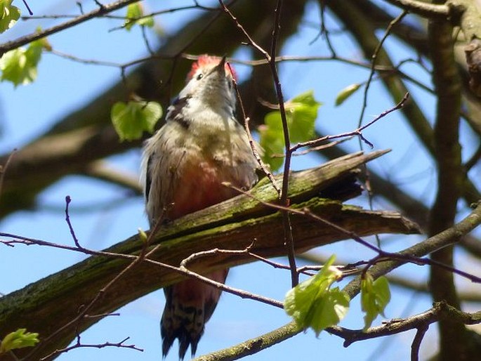 Dendrocoptes medius, strakapoud prostřední