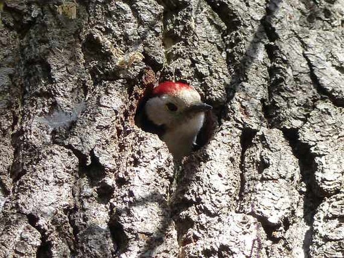 Dendrocoptes medius, strakapoud prostřední