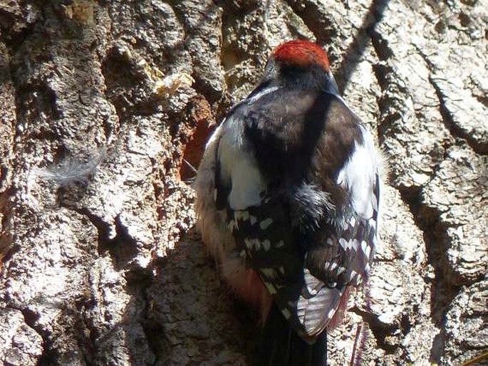 Dendrocoptes medius, strakapoud prostřední