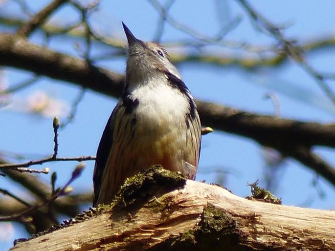 Dendrocoptes medius, strakapoud prostřední