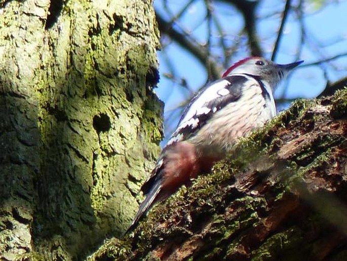 Dendrocoptes medius, strakapoud prostřední