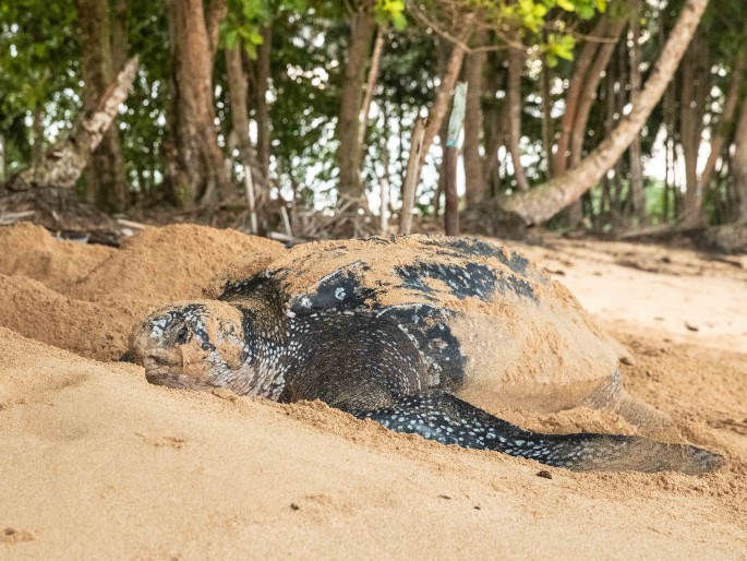 Dermochelys coriacea, kožatka velká