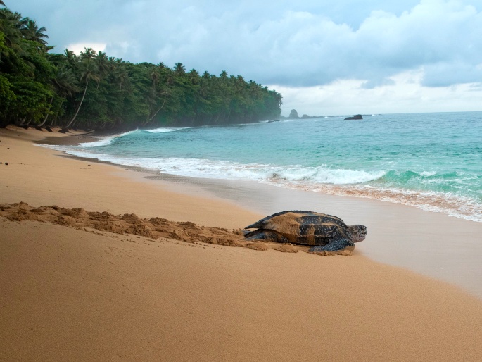 Dermochelys coriacea, kožatka velká