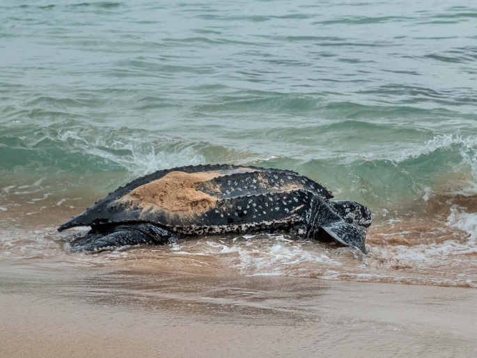 Dermochelys coriacea, kožatka velká