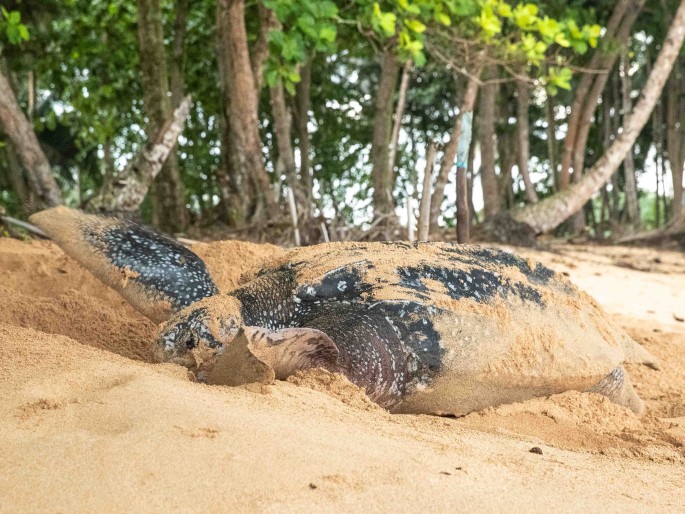 Dermochelys coriacea, kožatka velká