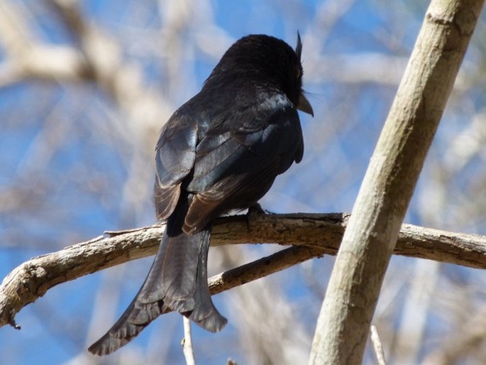 Dicrurus forficatus, drongo chocholatý