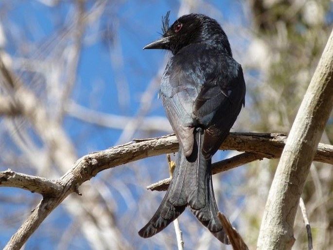 Dicrurus forficatus, drongo chocholatý