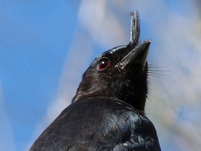 Dicrurus forficatus, drongo chocholatý